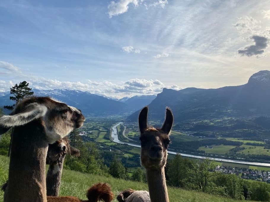 Jurte Beim Lama- & Alpakahof Triesenberg酒店 外观 照片